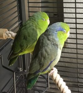 Eine Sonnenlichtlampe sorgt für eine gute Beleuchtung des Vogelkäfigs und ist wichtig für die Vitamin D-Synthese