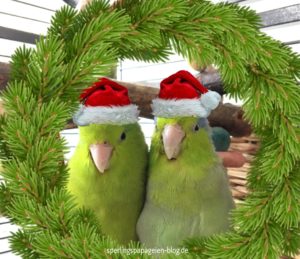 Advent, Silvester und Weihnachten vogelsicher machen