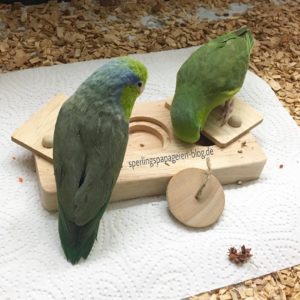 Foraging Toy für kleine Papageien Intelligenzspielzeug Sperlingspapageien Agaporniden Wellensittiche