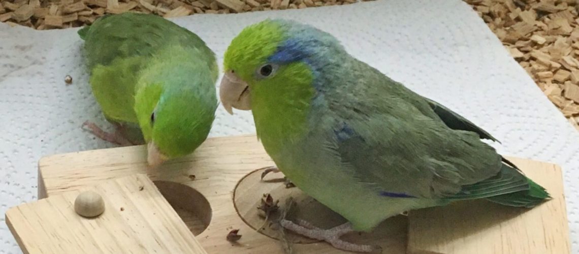 Foraging Toy für kleine Papageien Intelligenzspielzeug Sperlingspapageien Agaporniden Wellensittiche