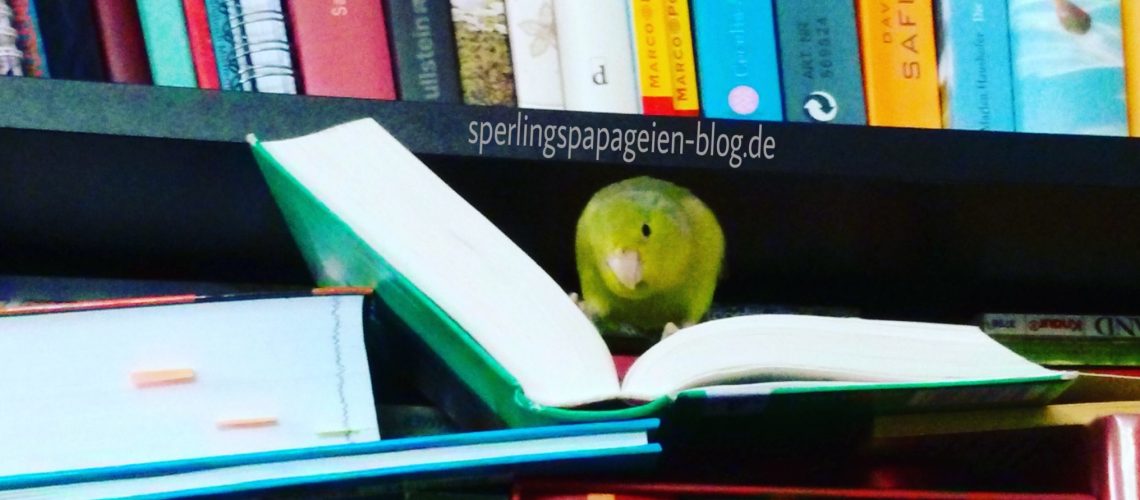 Papageiennamen: Ein Sperlingspapagei sucht nach Ideen